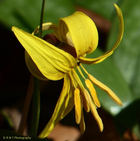 {Erythronium americanum ssp. harperi}